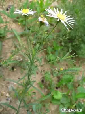 阿尔泰紫菀(燥原蒿、铁杆蒿)