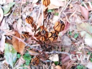 水晶兰(梦兰花、水兰草)