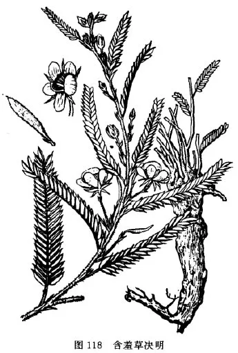 山扁豆(假牛甘、细杠木)