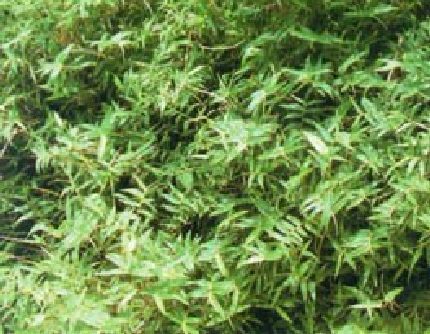 [禾本科箣竹属] 凤尾竹 禾本科
