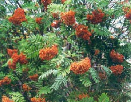 [蔷薇科花楸属] 花楸(别名：红果臭山槐、绒花树、马加木) 蔷薇科