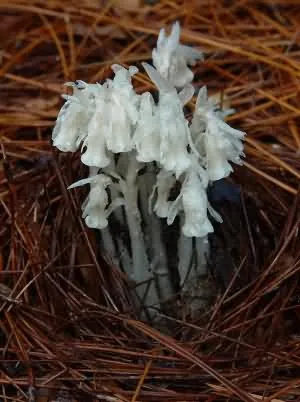 水晶兰(梦兰花、水兰草)