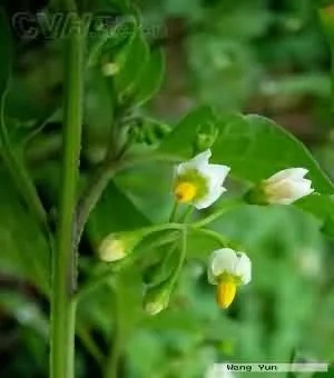 龙葵(龙葵草、天茄子)