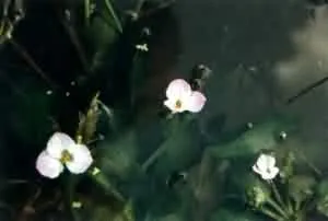 龙舌草(塘底菜、水白菜)