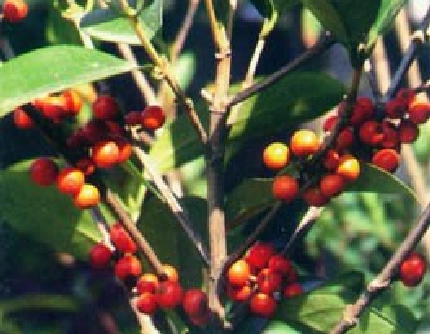 [茜草科狗骨柴属] 狗骨柴(别名：三萼木、狗骨仔) 茜草科