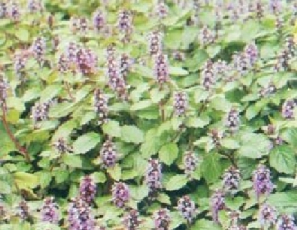 [唇形科筋骨草属] 金疮小草(别名：筋骨草、青鱼胆、白毛夏枯草) 唇形科