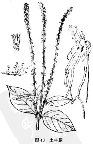 土牛膝(倒扣草、倒扣簕)