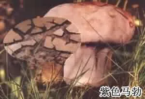 马勃(马疕，马屁勃，马疕苗，灰菇，马屁包，牛屎菇，灰包菌，药苞，人头菌、牛屎菌)