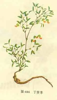 丁癸草(人字草、二叶人字草)