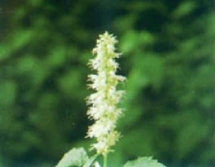 [唇形科藿香属] 藿香(别名：合香、香荆芥花) 唇形科