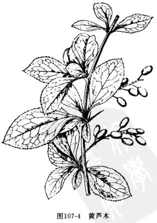 小檗(子檗，山石榴，刺黄柏，三颗针)
