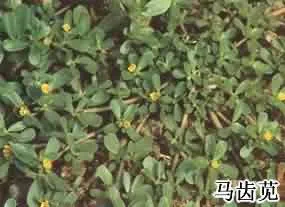 马齿苋(马齿草，马苋，五行草，马齿菜，马齿龙芽，五方草、长命菜)