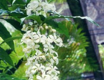 [马鞭草科大青属] 垂茉莉(别名：黑叶龙吐珠) 马鞭草科