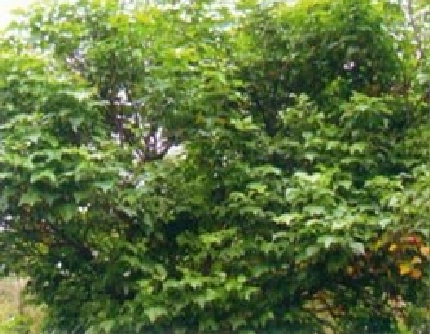 [豆科刺桐属] 刺桐(别名：广东象牙红、海桐) 豆科