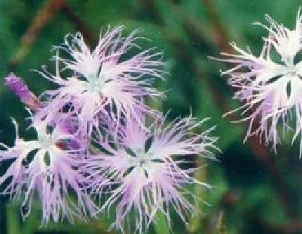 [石竹科石竹属] 瞿麦(别名：山瞿麦、剪绒花、石柱花、野麦) 石竹科