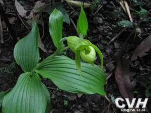 龙舌箭(绿花杓兰、金龙七)