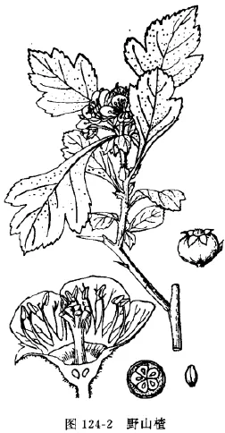 山楂(朹、粱梅，朹子，鼠查，羊梂，赤爪实，棠梂子，赤枣子，山里红果)