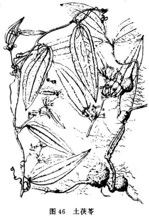 土茯苓(禹余粮，白余粮，革禹余粮，刺猪苓，过山龙、硬饭，仙遗粮，土萆薢，冷饭团，山猪粪)