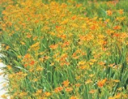 [鸢尾科射干属] 射干(别名：铰剪草、野萱花) 鸢尾科