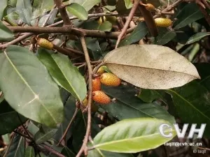 胡颓子(卢都子、雀儿酥)