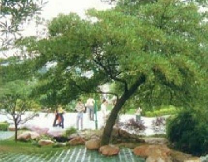 [杜英科杜英属] 水石榕(别名：水柳树) 杜英科