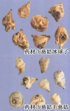 山慈菇(毛慈菇、茅慈菇)