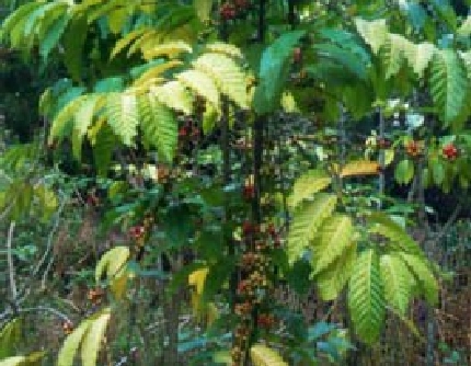 [茜草科咖啡属] 小粒咖啡(别名：咖啡) 茜草科