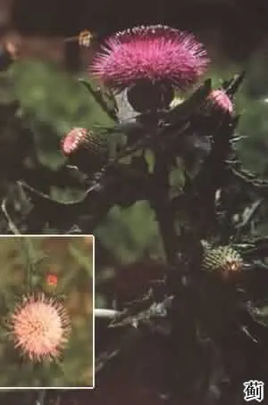 大蓟(大刺儿菜、大刺盖)