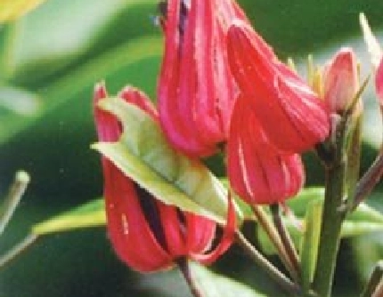 [锦葵科] 多花孔雀葵(别名：丽红葵) 锦葵科