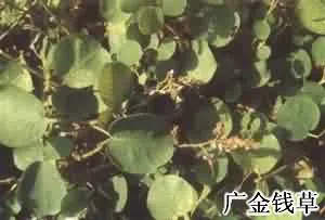 广金钱草(落地金钱、铜钱草)