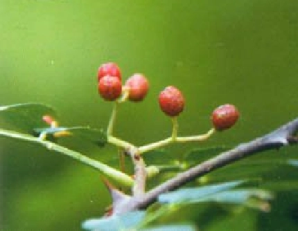 [芸香科花椒属] 花椒(别名：秦椒、山椒) 芸香科