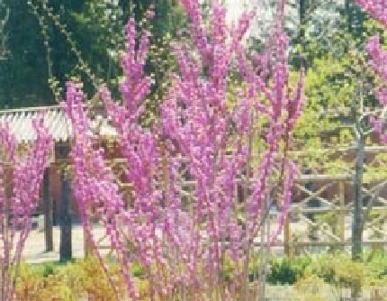 [豆科紫荆属] 紫荆(别名：满条红、裸枝树) 豆科