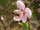 鼻血草(土荆芥、红活美)