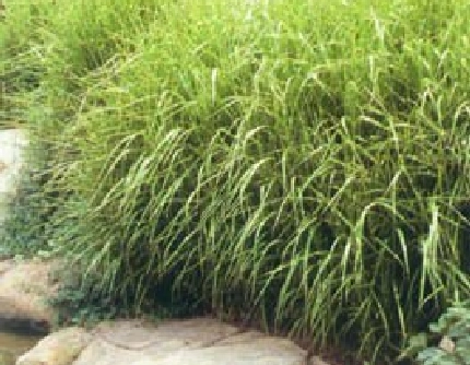 [禾本科芒属] 斑叶芒 禾本科