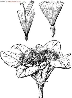 伞花绢毛菊(雪条参、红条参)