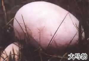 马勃(马疕，马屁勃，马疕苗，灰菇，马屁包，牛屎菇，灰包菌，药苞，人头菌、牛屎菌)