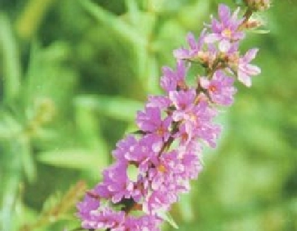 [千屈菜科千屈菜属] 千屈菜(别名：水柳、对叶莲) 千屈菜科