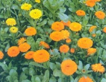 [菊科金盏菊属] 金盏菊(别名：黄金盏、金盏花) 菊科