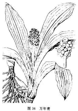 万年青(斩蛇剑、冬不调草)