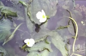 龙舌草(海菜、龙爪菜，水白菜)