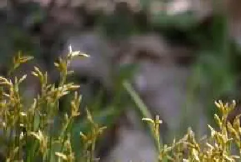 龙须草[野席草 野灯芯草 马棕根]的功效与作用_中药大辞典_龙须草图片