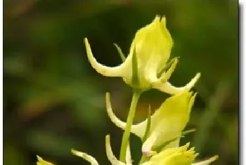 花锚[希赫日-地格达]的功效与作用_中药大辞典_花锚图片