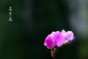 扁豆花[南豆花]的功效与作用_中华本草_扁豆花图片