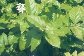 毛茉莉养殖方法和注意事项_毛茉莉图片种植时间